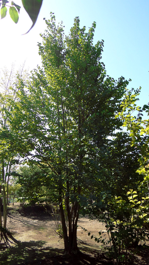 ���R���`�J�c��