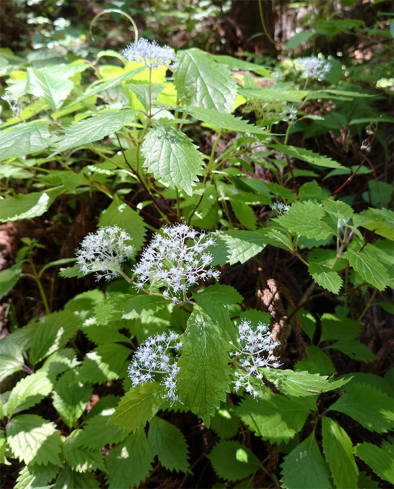 �R�̂莩�R���`�R�A�W�T�C