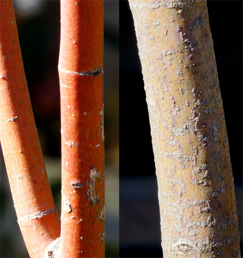 �R�n�E�`���J�G�f�ؔ�