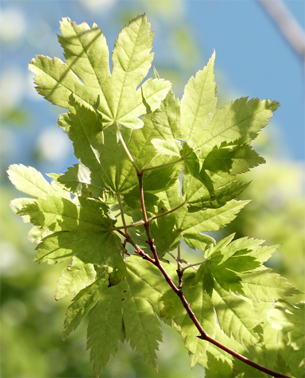 �R�n�E�`���J�G�f