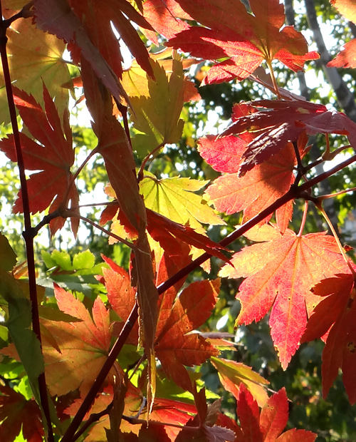 �R�n�E�`���J�G�f�g�t