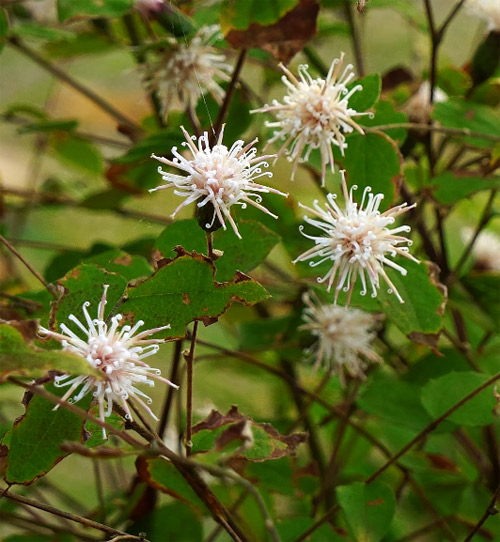 �R�E���{�E�L��