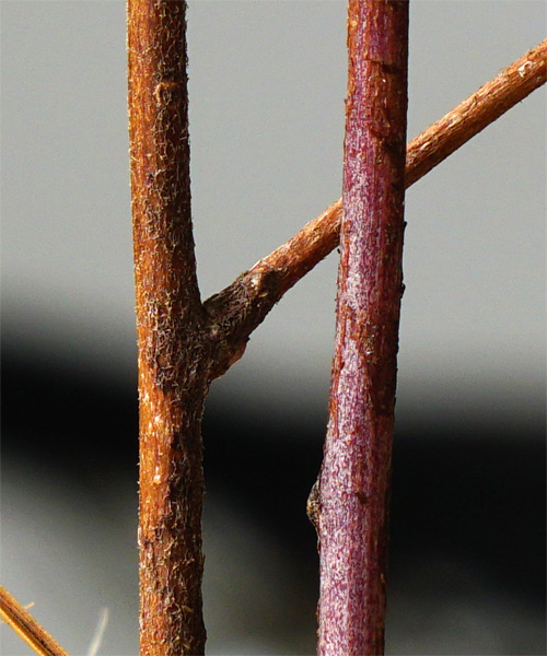 �R�E���{�E�L�ؔ�