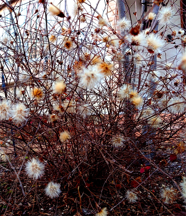 �R�E���{�E�L�Ȗ�