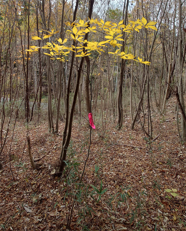 �N�����W�̉�