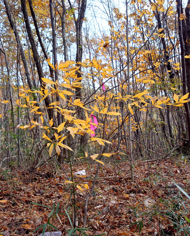 �N�����W�̖ؔ�