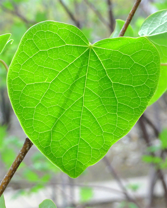 �}���o�̖�