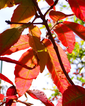 ���O�X���̖�