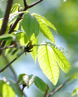 ���O�X���̖�