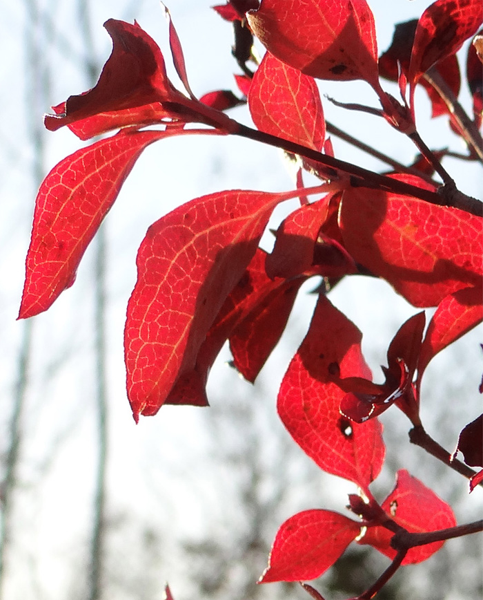 �~�c�o�c�c�W��