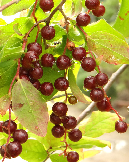 �i�c�n�[�̎�