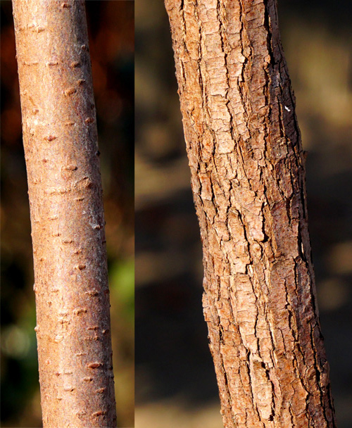 �i�c�n�[�̖ؔ�