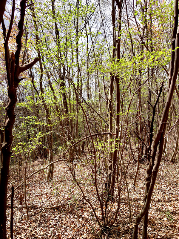 �R�̂莩�R���`�i�c�n�[