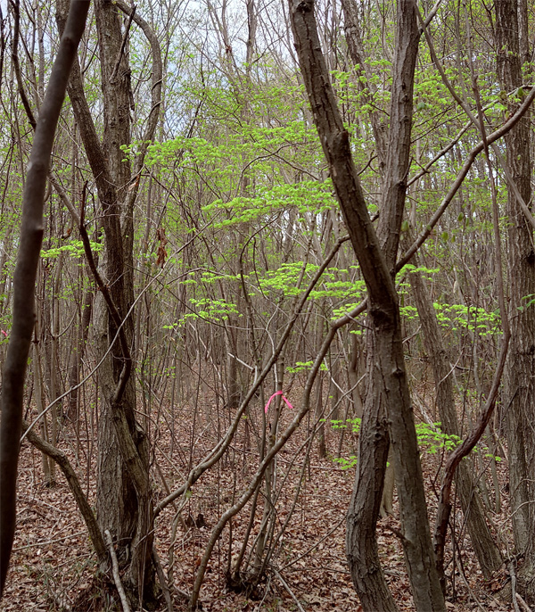 �R�̂莩�R���I�I���~�W