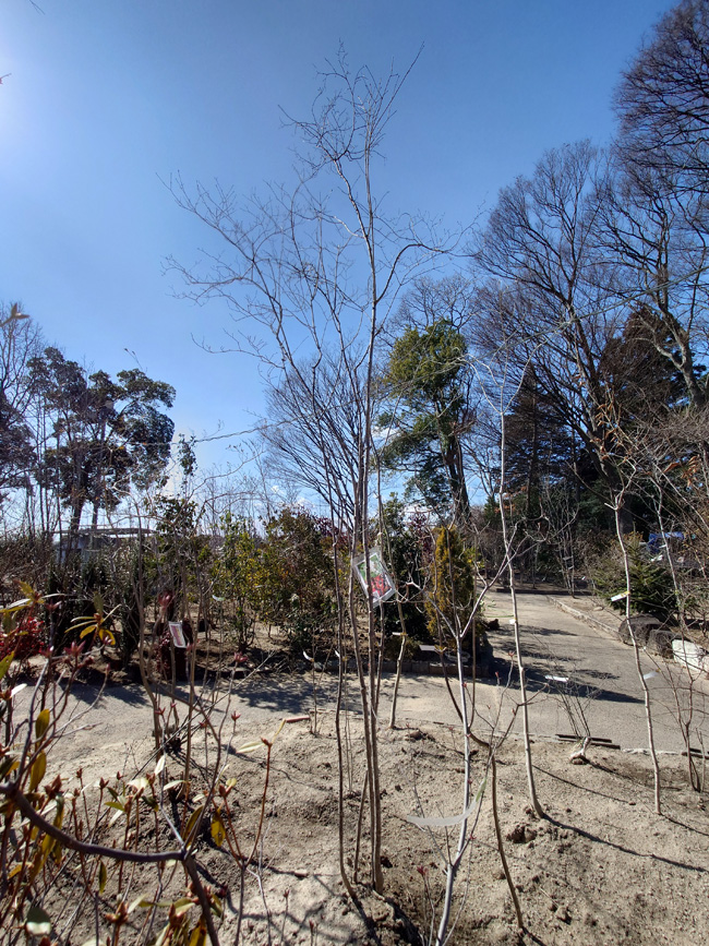 �I�g�R���E�]��