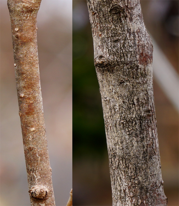 �I�g�R���E�]���ؔ�