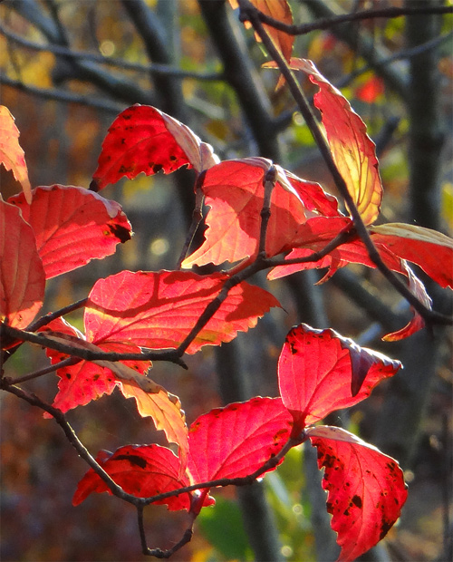 �I�g�R���E�]���g�t