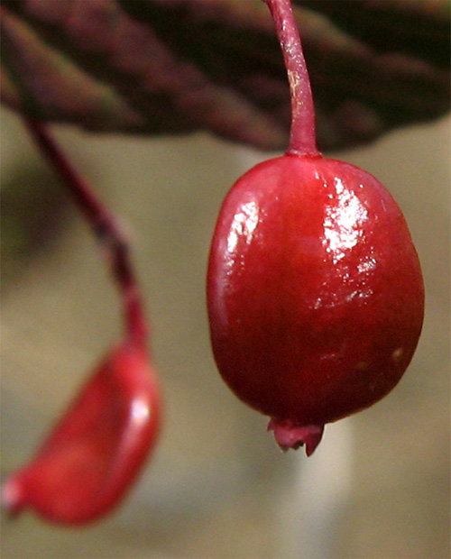 �I�g�R���E�]���̎�