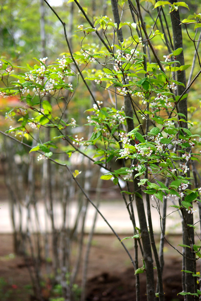 �R�̂莩�R���`�I�g�R���E�]��