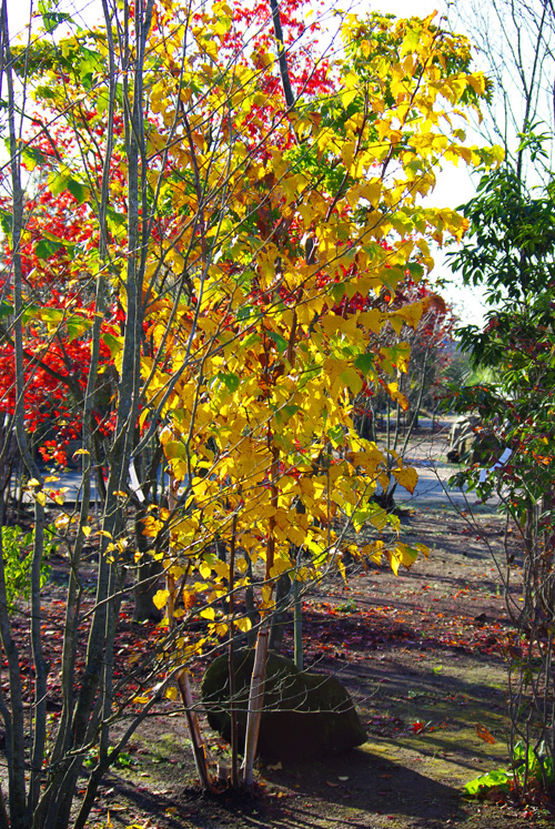 �V���J�o���t