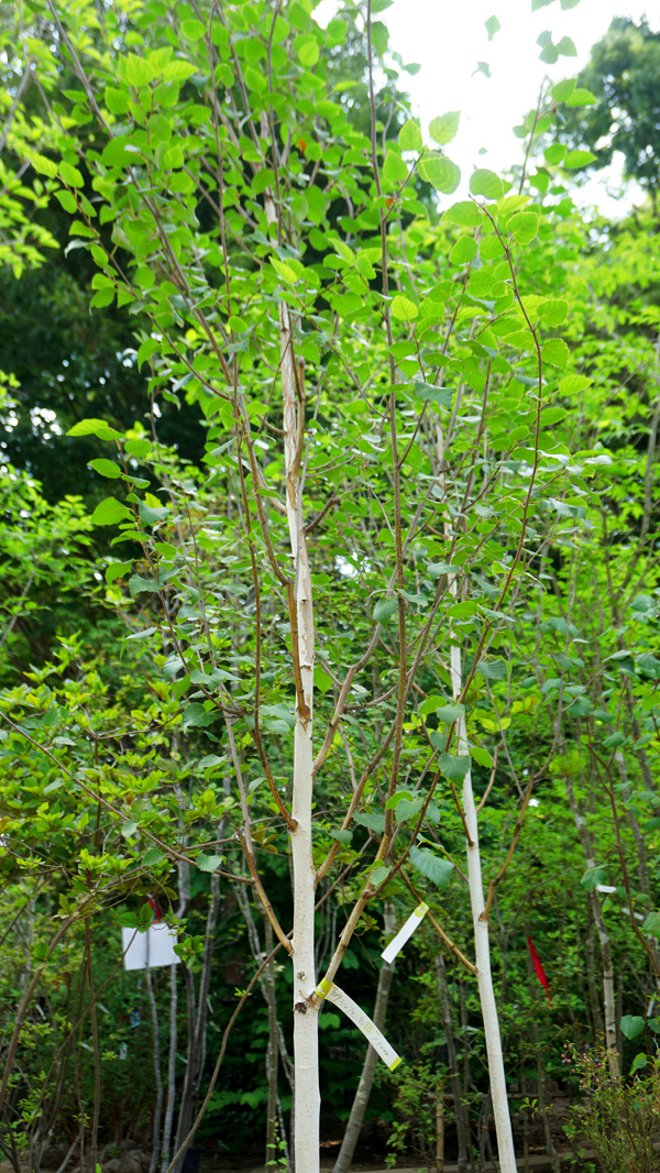 ���R���`�V���J�o