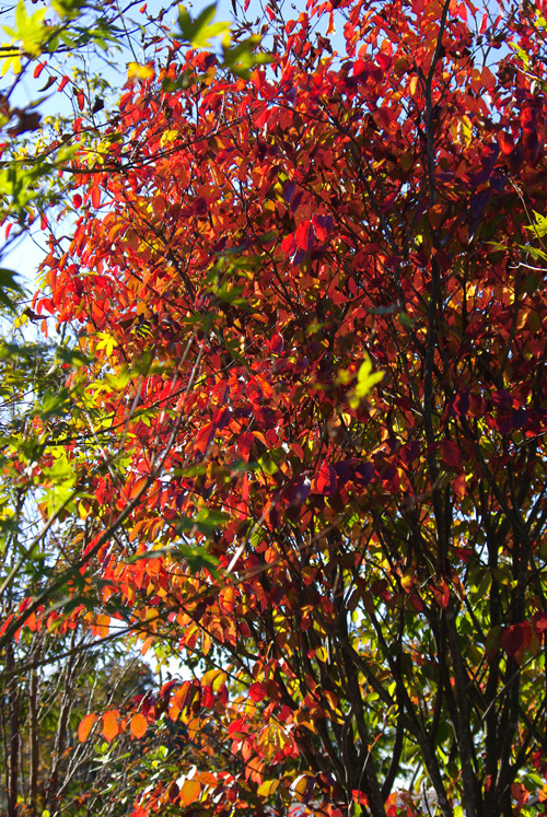 �V���L�g�t