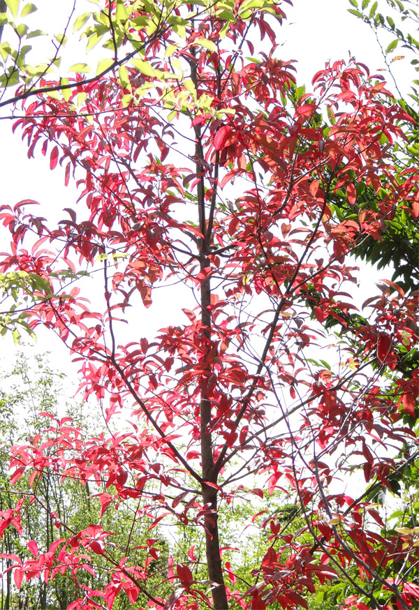 ���R���`�X�Y�����̖�