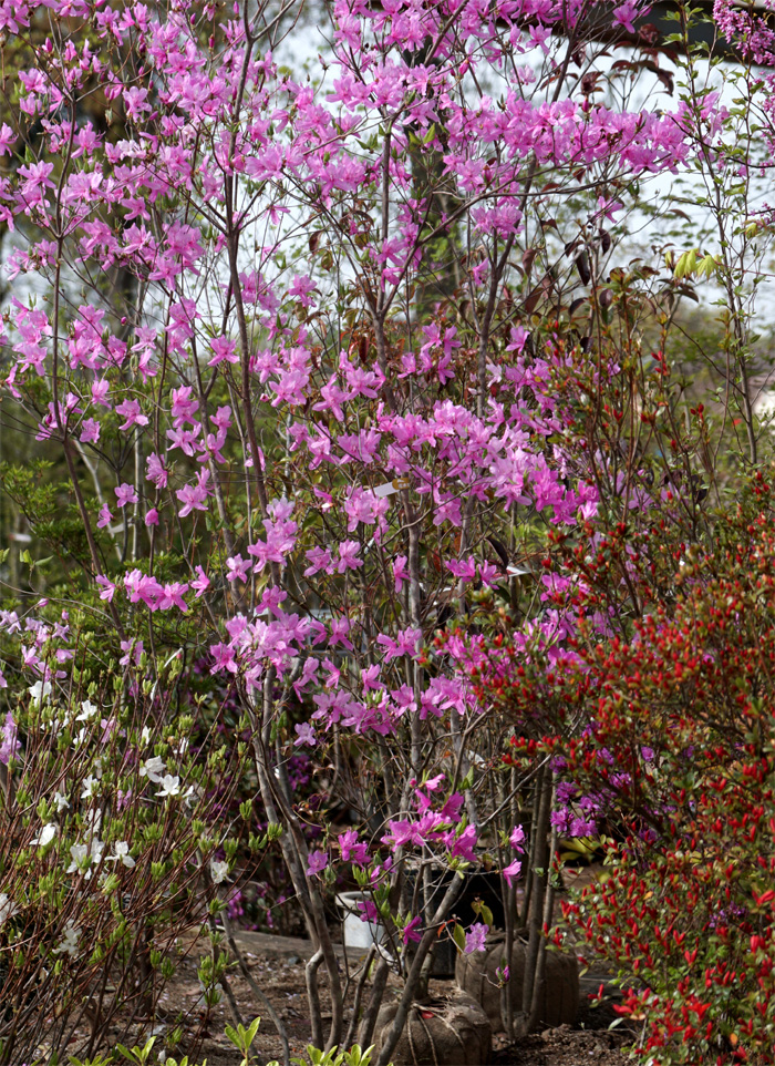 �R�̂莩�R���`�����~�c�o�c�c�W