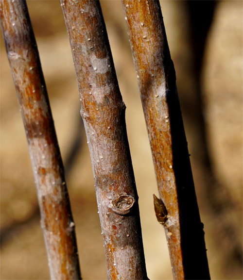 �c���o�i�ؔ�