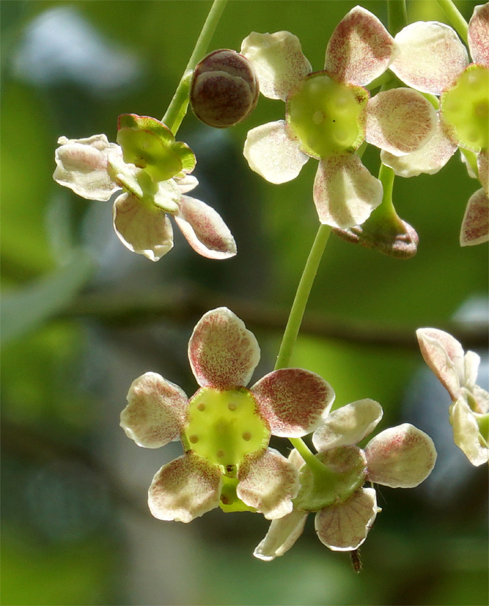 �c���o�i�̉�