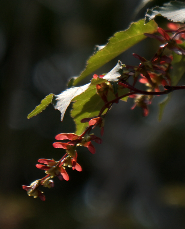 �E���J�G�f�̎�(����)