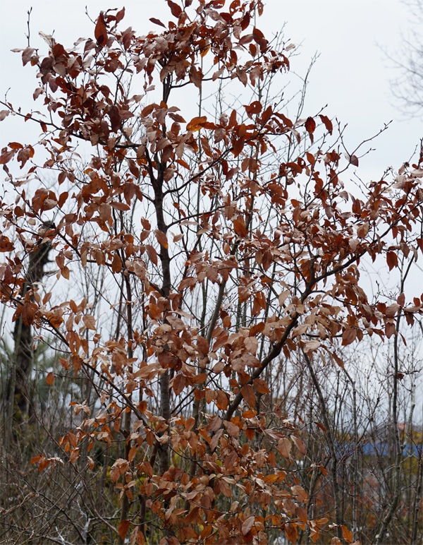 �R�̂莩�R���`���}�R�E�o�V