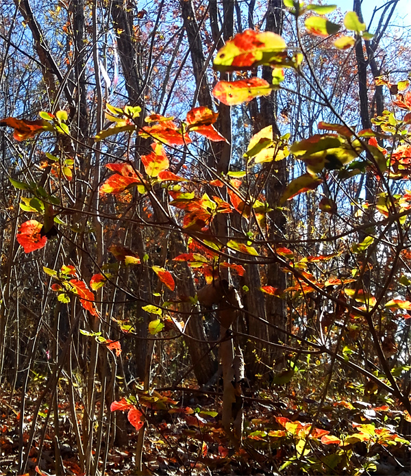 ���}�c�c�W�g�t