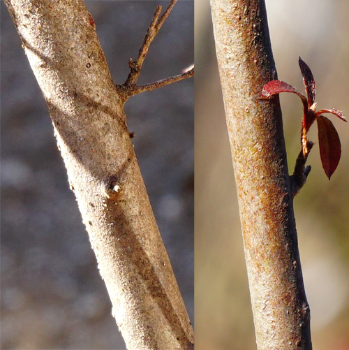 ���}�c�c�W�ؔ�