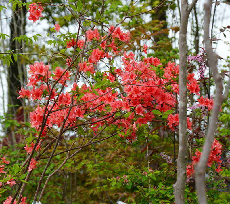 �R�̂莩�R���`���}�c�c�W