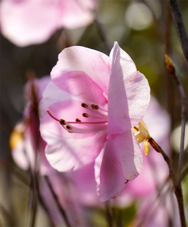 �A�J�₵��