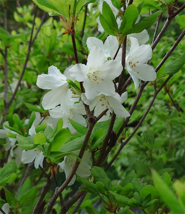 ���V�I�c�c�W