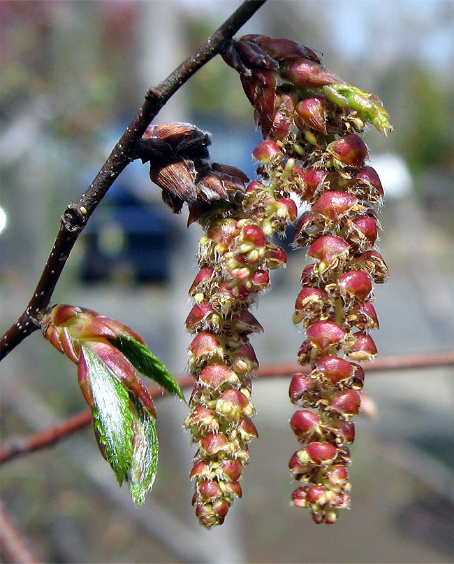 �A�J�V�f�̉�