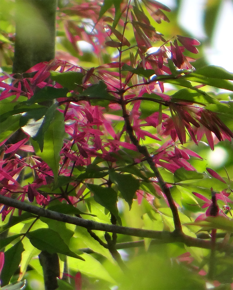 �R�̂莩�R���`�A�I�_���ؔ�