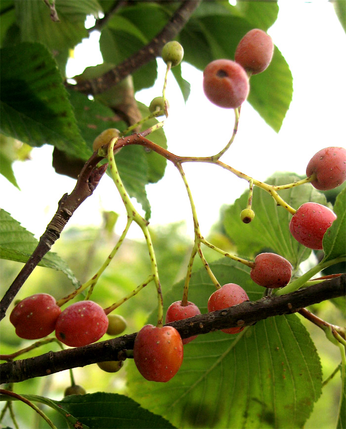 �R�̂莩�R���`�A�Y�L�i�V�̎�