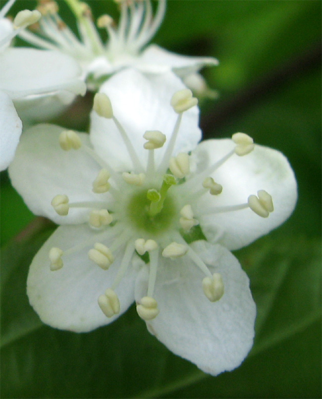 �R�̂莩�R���`�A�Y�L�i�V�̉�