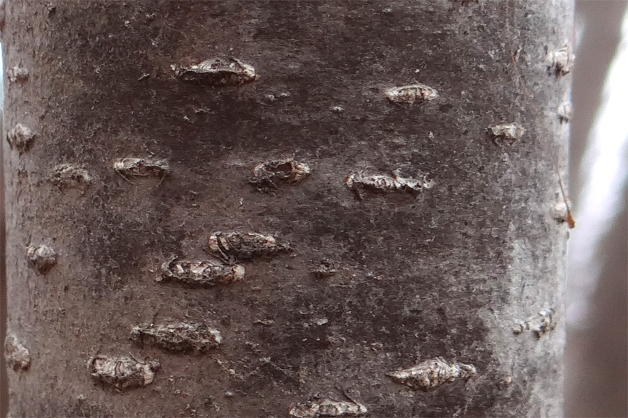 �R�̂莩�R���`�A�Y�L�i�V�̖ؔ�