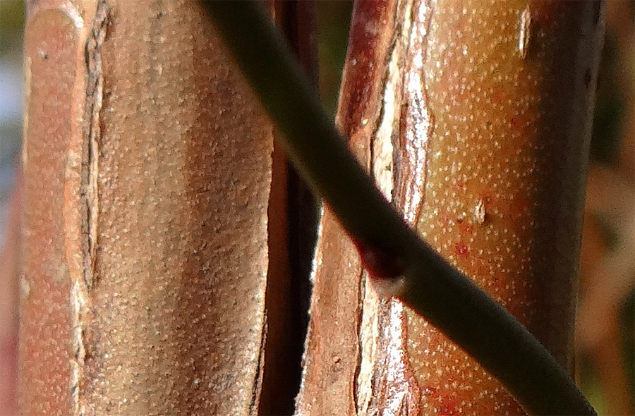 �u���[�x���[�ؔ�