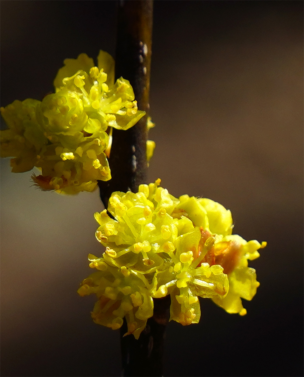 �_���R�E�o�C��