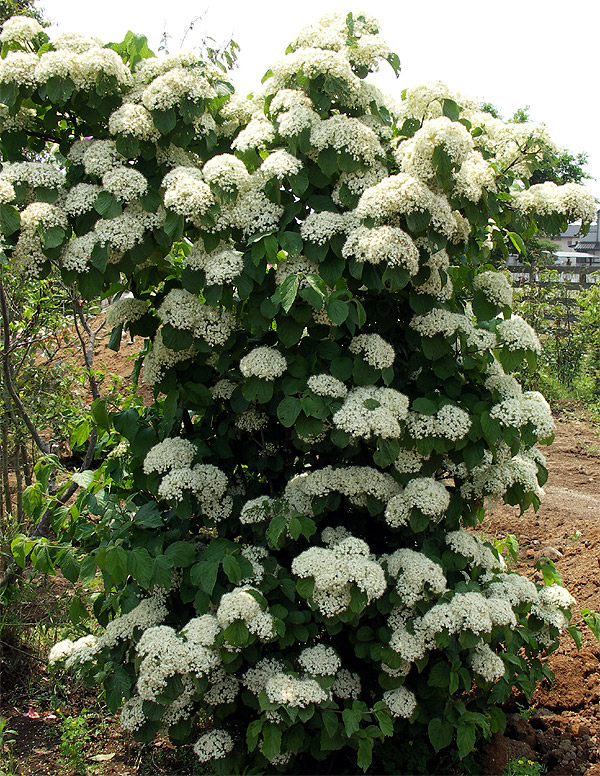 ���R���`�K�}�Y�~