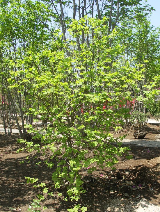 ���V�I�c�c�W