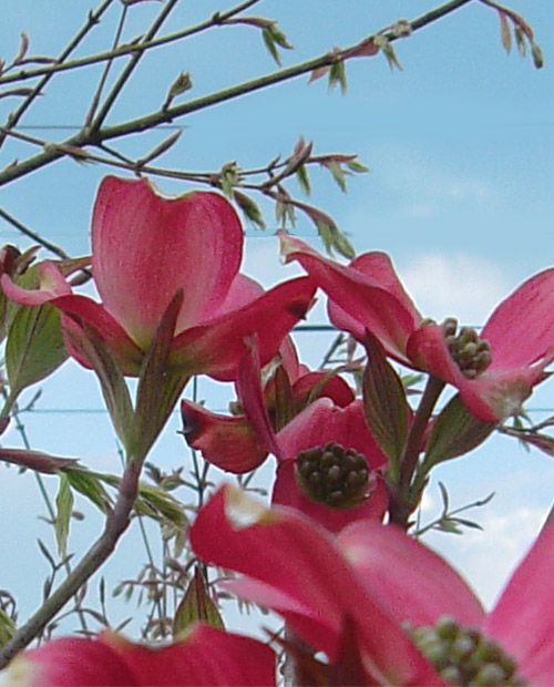 �ԉԃn�i�~�Y�L