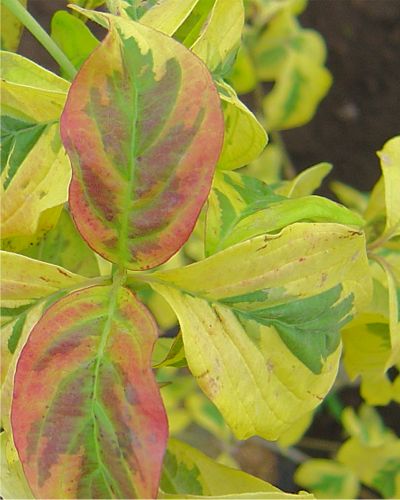 �T���Z�b�g�n�i�~�Y�L