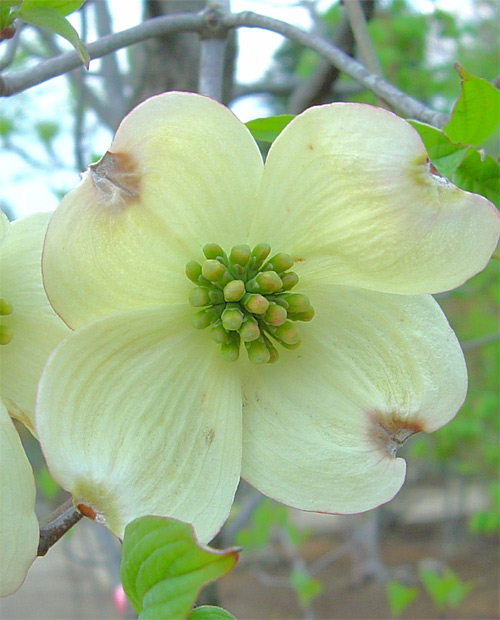 ���ԃn�i�~�Y�L