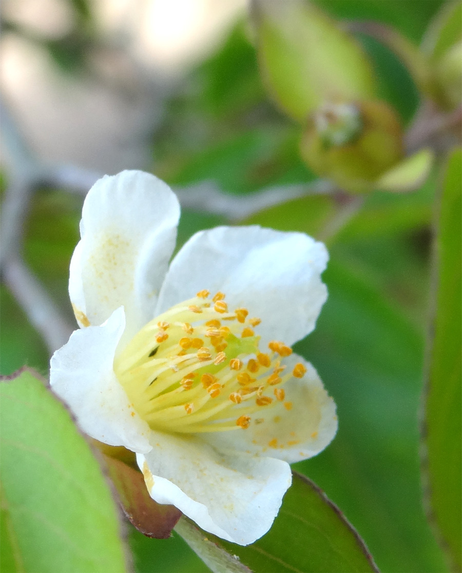 �q���V�����̉�